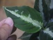 画像3: Aglaonema pictum "PS-B" from Padang Sidempuan【HW1223-01b】