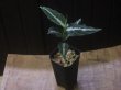 画像5: Aglaonema pictum "PS-B" from Padang Sidempuan【HW1223-01b】