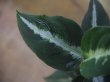 画像2: Aglaonema pictum "PS-B" from Padang Sidempuan【HW1223-01b】