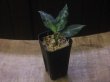 画像5: Aglaonema pictum ”ちゃんぷーる” HD from Aceh barat【AZ1021-3b】