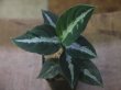 画像1: Aglaonema pictum "PS-B" from Padang Sidempuan【HW1223-01b】