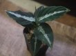 画像2: Aglaonema pictum "PS-B" from Padang Sidempuan【HW1223-01b】