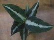 画像1: Aglaonema pictum "PS-B" from Padang Sidempuan【HW1223-01b】