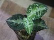 画像4: Aglaonema pictum ”ちゃんぷーる” BNN from Sibolga timur【AZ0322-2h】