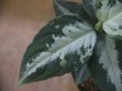 画像3: Aglaonema pictum "PS-B" from Padang Sidempuan【HW1223-01b】