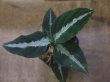 画像1: Aglaonema pictum "PS-B" from Padang Sidempuan【HW1223-01b】