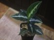 画像4: Aglaonema pictum "PS-B" from Padang Sidempuan【HW1223-01b】