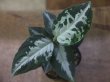 画像1: Aglaonema pictum "PS-B" from Padang Sidempuan【HW1223-01b】