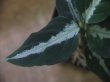 画像3: Aglaonema pictum "PS-B" from Padang Sidempuan【HW1223-01b】