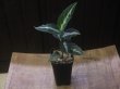 画像5: Aglaonema pictum "PS-B" from Padang Sidempuan【HW1223-01b】