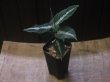 画像5: Aglaonema pictum "PS-B" from Padang Sidempuan【HW1223-01b】