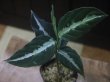 画像4: Aglaonema pictum "PS-B" from Padang Sidempuan【HW1223-01b】