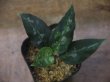 画像4: Aglaonema pictum ”ちゃんぷーる” HD from Aceh barat【AZ1021-3b】