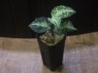 画像5: Aglaonema pictum ”ちゃんぷーる” BNN from Sibolga timur【AZ0322-2h】