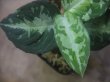 画像3: Aglaonema pictum ”ちゃんぷーる” BNN from Sibolga timur【AZ0322-2h】