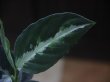 画像2: Aglaonema pictum "PS-B" from Padang Sidempuan【HW1223-01b】