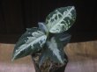 画像4: Aglaonema pictum "PS-B" from Padang Sidempuan【HW1223-01b】