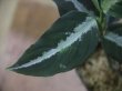 画像3: Aglaonema pictum "PS-B" from Padang Sidempuan【HW1223-01b】