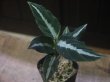 画像4: Aglaonema pictum "PS-B" from Padang Sidempuan【HW1223-01b】