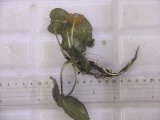 画像: Cryptocoryne fusca "Broun" ID-240911-2 Landak KAL-BAR