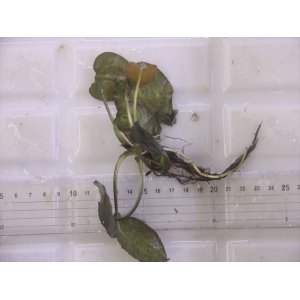 画像: Cryptocoryne fusca "Broun" ID-240911-2 Landak KAL-BAR