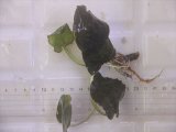 画像: Cryptocoryne fusca "Broun" ID-240911-2 Landak KAL-BAR