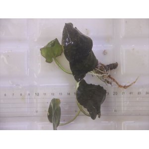 画像: Cryptocoryne fusca "Broun" ID-240911-2 Landak KAL-BAR