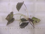 画像: Cryptocoryne fusca "Broun" ID-240911-2 Landak KAL-BAR