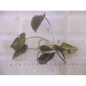 画像: Cryptocoryne fusca "Broun" ID-240911-2 Landak KAL-BAR