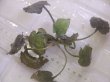 画像3: Cryptocoryne fusca "Broun" ID-240911-2 Landak KAL-BAR