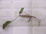 画像: Cryptocoryne keei ID-240911-3 Landak KAL-BAR