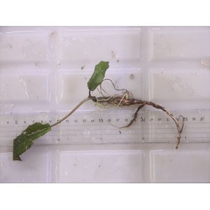 画像: Cryptocoryne keei ID-240911-3 Landak KAL-BAR