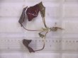 画像1: Cryptocoryne striolata ID-240911-4 Landak KAL-BAR