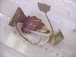 画像3: Cryptocoryne striolata ID-240911-4 Landak KAL-BAR