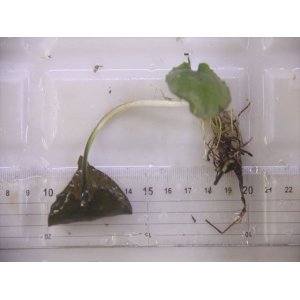 画像: Cryptocoryne fusca "Broun" ID-240911-2 Landak KAL-BAR