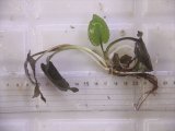 画像: Cryptocoryne fusca "Broun" ID-240911-2 Landak KAL-BAR