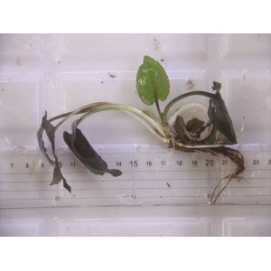 画像: Cryptocoryne fusca "Broun" ID-240911-2 Landak KAL-BAR