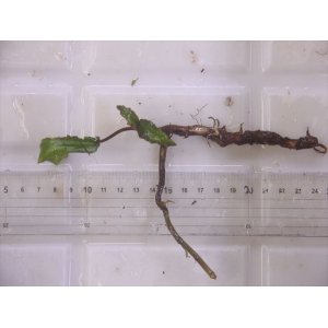 画像: Cryptocoryne keei ID-240911-3 Landak KAL-BAR