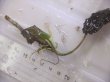 画像3: Cryptocoryne keei ID-240911-3 Landak KAL-BAR