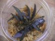 画像2: Bucephalandra sp. "Sintang-2D" from Sintang【HW0220-04】