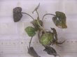 画像1: Cryptocoryne fusca "Broun" ID-240911-2 Landak KAL-BAR