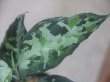 画像3: Aglaonema pictum "PS-5" from Padang Sidempuan【HW1223-01f】No.1