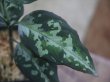 画像4: Aglaonema pictum "PS-5" from Padang Sidempuan【HW1223-01f】No.1