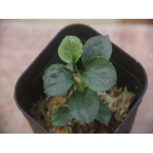 画像: Homalomena sp. Solok Sumatra【LA0117-01】