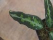 画像3: Aglaonema pictum "ちゃんぷーる" HD from Aceh Sumatera【AZ1012-3a】MS