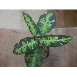 画像: Aglaonema pictum "White Line Custum" DFS from Sumateara barat【AZ0912-1】