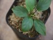 画像2: Homalomena sp. Tigalingga【HW0219-02e】