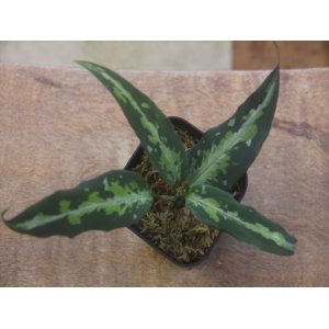 画像: Aglaonema pictum "ちゃんぷーる" HD from Aceh Sumatera【AZ1012-3a】MS