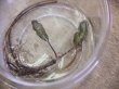 画像1: Cryptocoryne nurii "Lingga-D" from Pulau Lingga【HW0824-10】