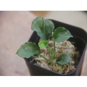 画像: Homalomena sp. Solok Sumatra【LA0117-01】